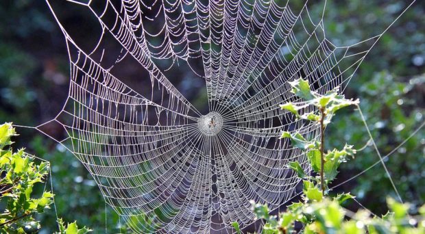 torn spider web